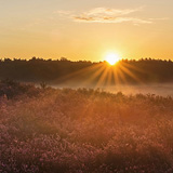 Blooming heathland